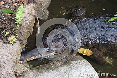 Top down view of a large black crocodile resting on some rocks Stock Photo