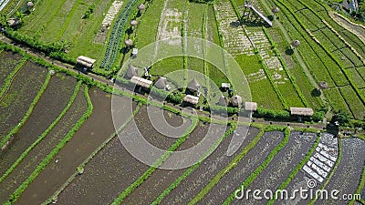 Top down view of tropical paddy field with water and terraced system Stock Photo