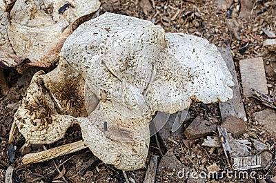 Top Of Dried Pluteus Petasatus Mushrooms Stock Photo