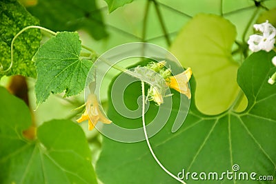 Snake gourd plant Stock Photo