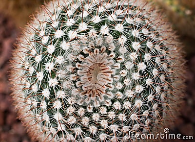 Mammillaria cactus macro Stock Photo