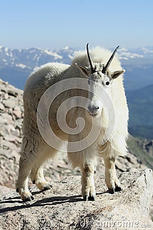 On Top of Mount Evans Stock Photo