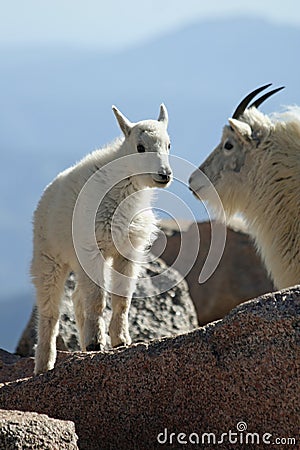 On Top of Mount Evans Stock Photo