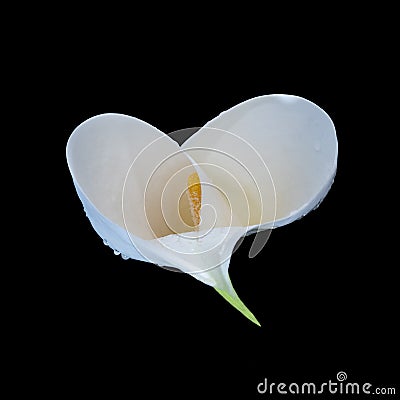 Top part of an isolated white green calla blossom with rain drops,black background Stock Photo