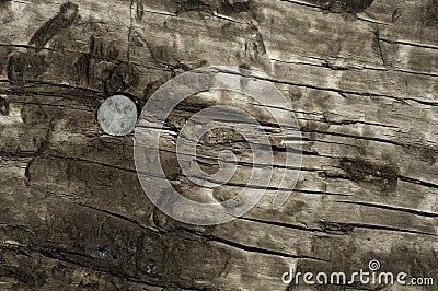 Top of railroad tie with spike Stock Photo