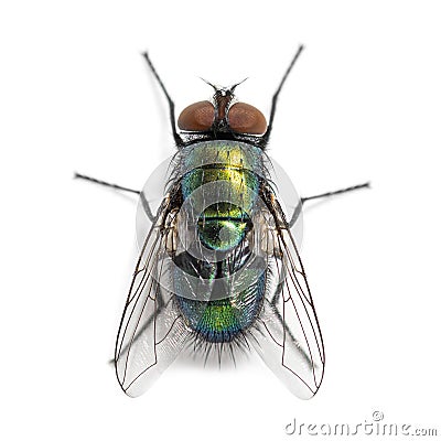Top shot of a Green bottle fly species, probably Lucilia sericata, isolated on white Stock Photo
