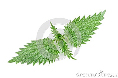 Top Stinging Nettle (Urtica Dioica) Leaves Isolated on White Background Stock Photo