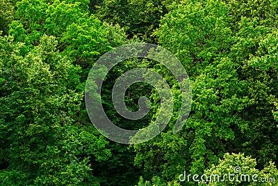 Top of summer green linden forest solid foliage pattern background Stock Photo