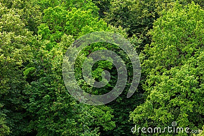 Top of summer green linden forest solid foliage pattern background Stock Photo