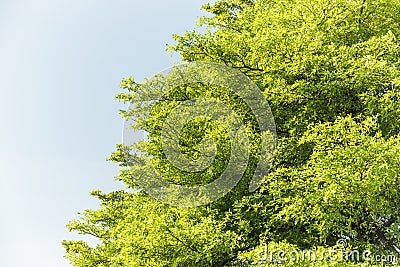 Top of Terminalia Ivorensis Chev tree Stock Photo