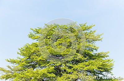 Top of Terminalia Ivorensis Chev tree Stock Photo