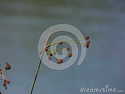 Top tips of reeds near water Stock Photo