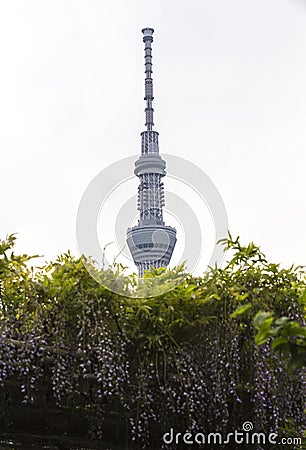 Top of tokyo sky tree show up from purple beauty wisteria flowers shrine in Tokyo Editorial Stock Photo