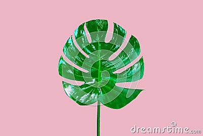 Top veiw, Bright fresh single monstera leaf isolated on pink background for stock photo or advertisement, Genus of flowering Stock Photo