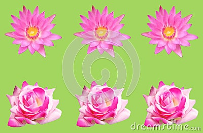 Top veiw, White pink lotus and rose flowers blossom bloom isolated green background for stock photo or design, floral spring Stock Photo