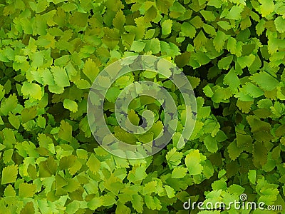 Adiantum raddianum leaves Stock Photo