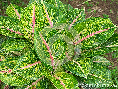 Top view of aglaonema one of the most colorful houseplants Stock Photo