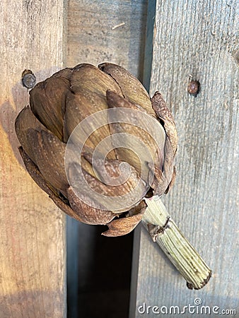 Top view of an artichoke on a wooden surface Stock Photo