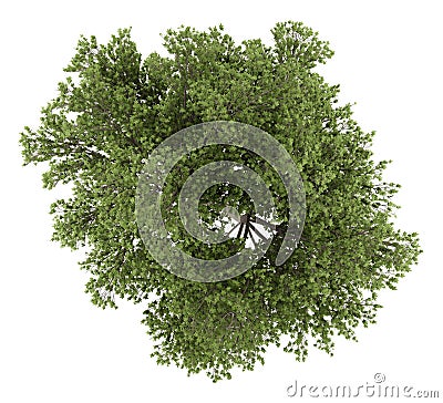 Top view of austrian oak tree isolated on white background Cartoon Illustration