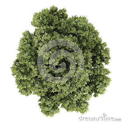 Top view of austrian oak tree isolated on white background Cartoon Illustration