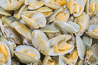 Top view of baby clam ,short-necked clam,carpet clam or Venus shell Stock Photo