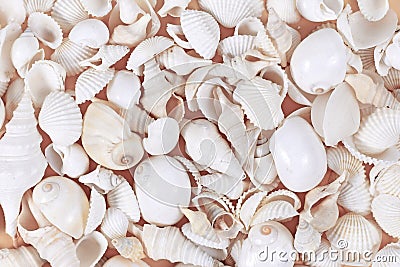 Top view of various white wedge, clam, turret, cockle and moon sea shells Stock Photo
