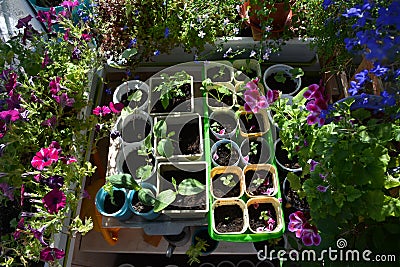 Top view on balcony garden in spring. Blooming petunia, geranium, lobelia and seedlings in pots Stock Photo