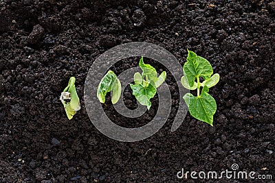 Top view of bean seed germination in soil Stock Photo