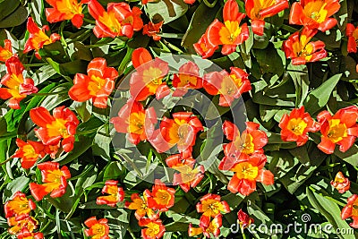 Top view of beautiful blooming orange red tulips with yellow heart Stock Photo