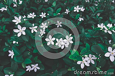 Top view of beautiful bunches of white petals Snowflake blooming on dark green leaves Stock Photo