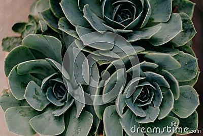 Top view of beautiful Echeveria plants Stock Photo