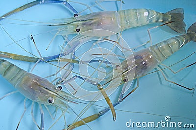 Beautiful giant freshwater prawns closeup Stock Photo