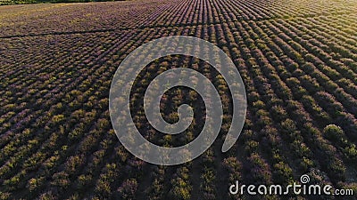 Top view of beautiful rows of lavender field. Shot. Purple lavender bushes in farmer`s field. Beautiful and healing Stock Photo