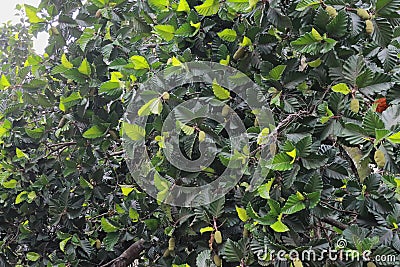 Top view of a beautiful tree with dark greenish wide leaves and light greenish lengthy fruits Stock Photo