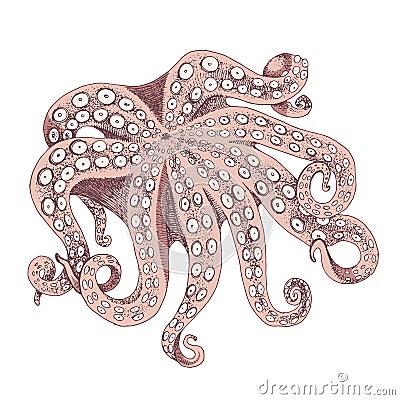 Top view of big raw octopus. Seafood Vector Illustration