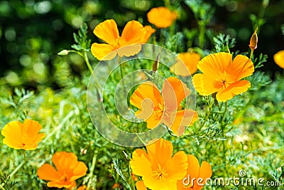 Top view of blooming California poppies in a field Stock Photo