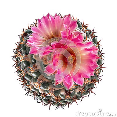 Top view of blooming pink flower cactus Coryphantha species is Stock Photo