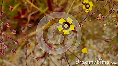 Top view of blooming spotted rock-rose flowers Stock Photo