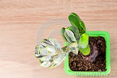 Top view of Blue hyacinth flower closed bud in green trnsportation pond on the table Stock Photo