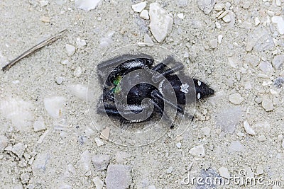 Top View Of A Bold Jumping Spider Stock Photo