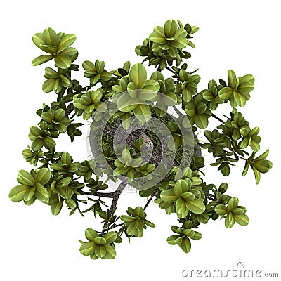 Top view of bonsai plant in pot isolated on white Stock Photo