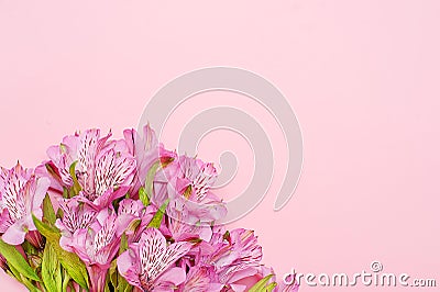 Top view bouquet of purple alstroemerias on pastel pink colorful background Stock Photo