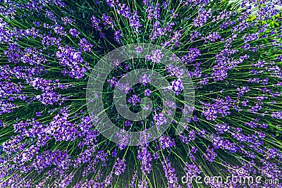 Top view of a bouquet of purple lavender flowers Stock Photo