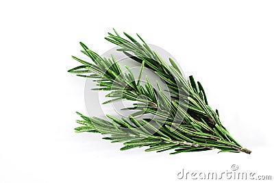 Top view, Branch and Leaf of fresh raw rosemary isolated on white background. Tiwgs - leaf green. Organic and herbal nature concep Stock Photo