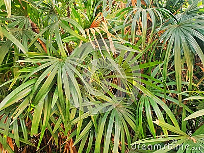 Top view of branch and leaves saw palmetto as a background Stock Photo