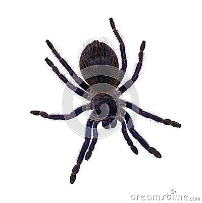 Brazilian blue tarantula on white background Stock Photo