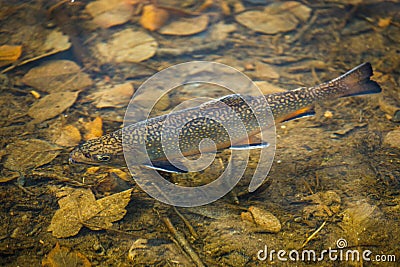 Top view of brook trout, Salvelinus fontinalis, in water. Detail of freshwater fish of salmon family. Autumn leaves on bottom. Stock Photo