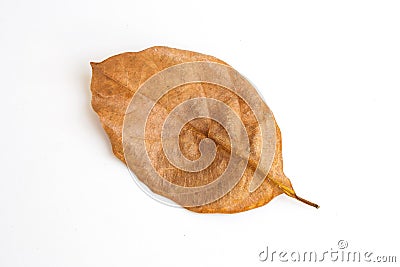 Top view brown dry leaf isolated on white background. Stock Photo