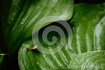 Top view of Brown snail walking on fresh green leaves with drop dew after rain. Garden snail on Cardwell lily or Northern Stock Photo