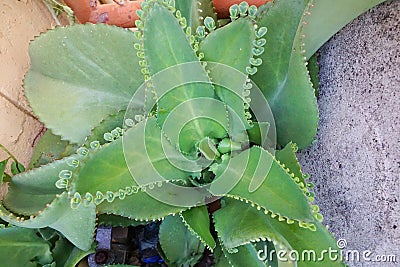 Top view Bryophyllum pinnatum. Stock Photo